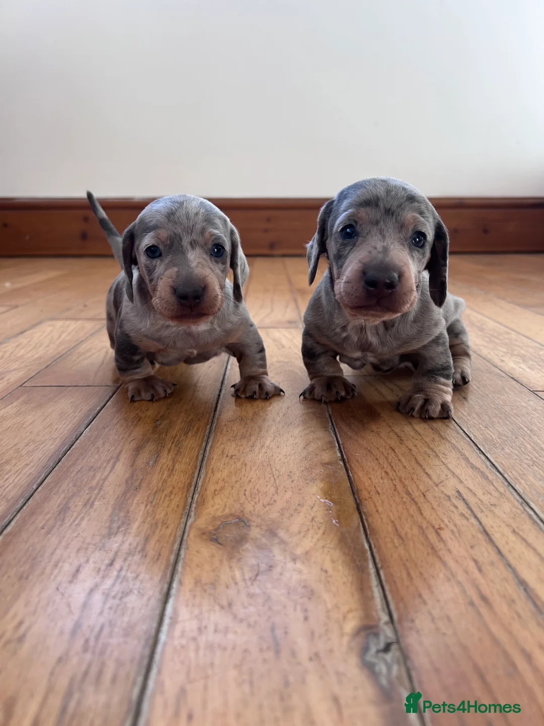 Dachshund dogs for sale: Dachshund puppies - Advert 9