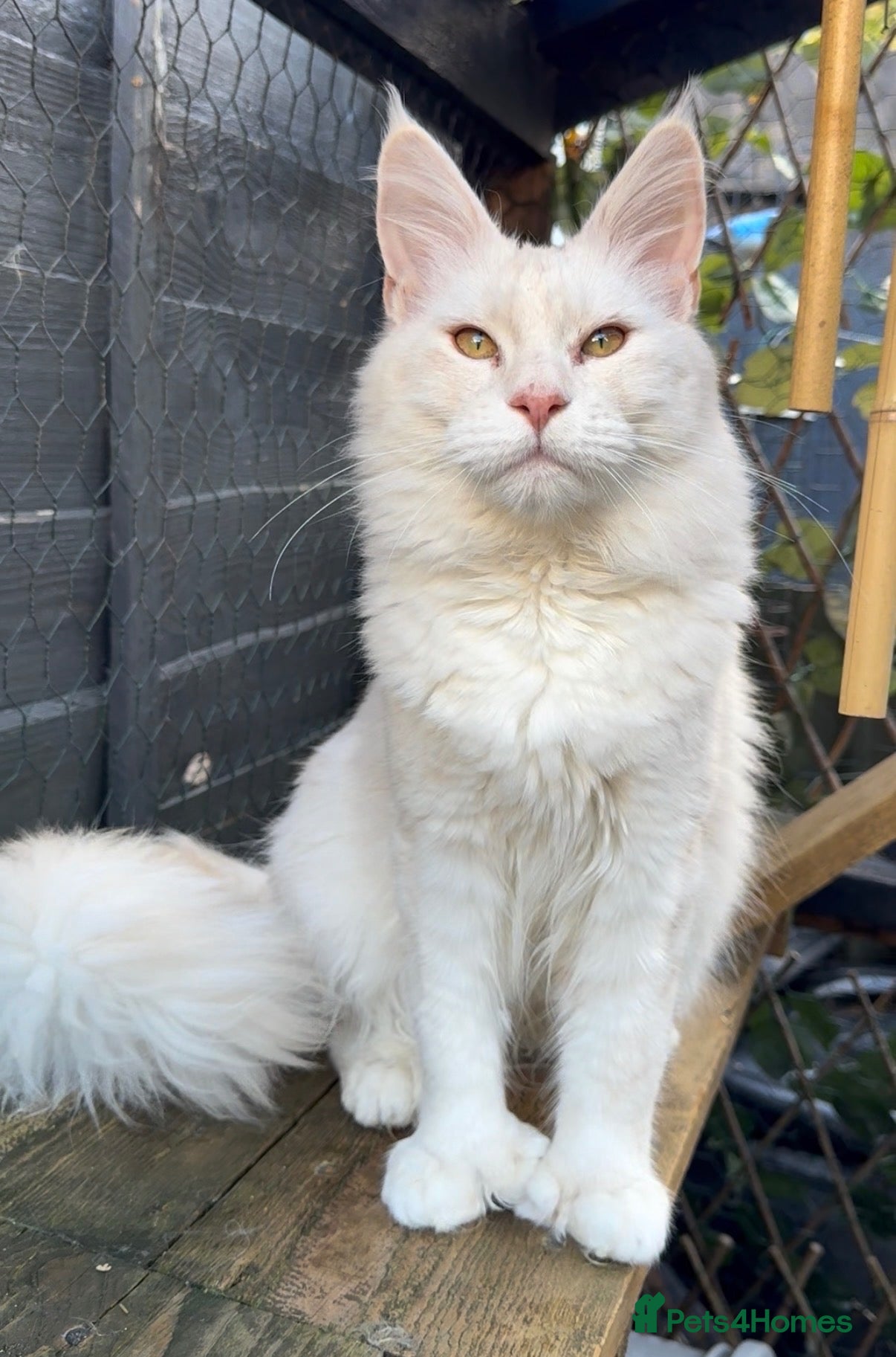 Maine Coon cats for stud: Red silver shaded polydactyl for stud  - Advert 14