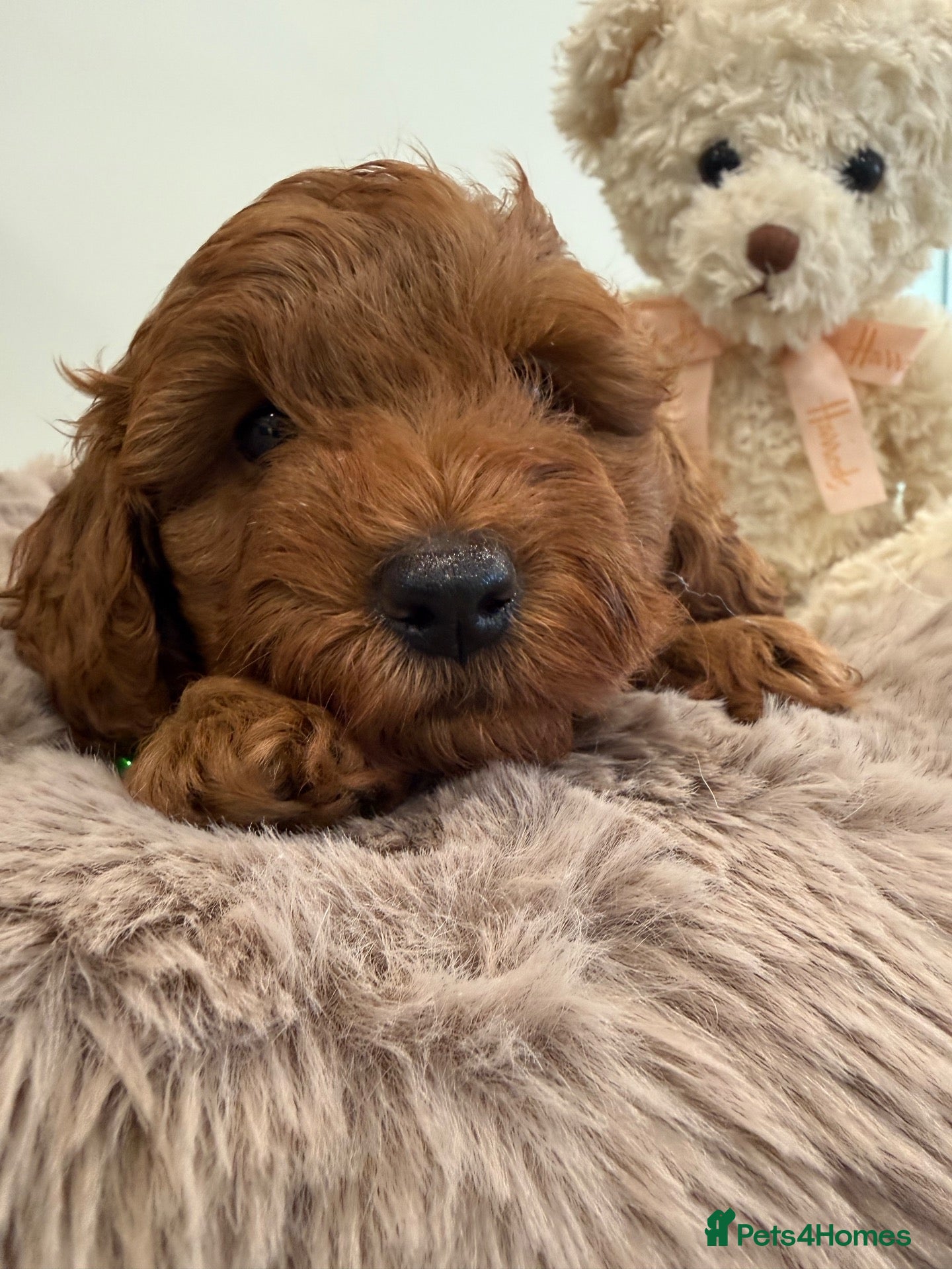 Cavapoo dogs 1 beautiful boy. F1b both parents DNA clear  - Advert 3