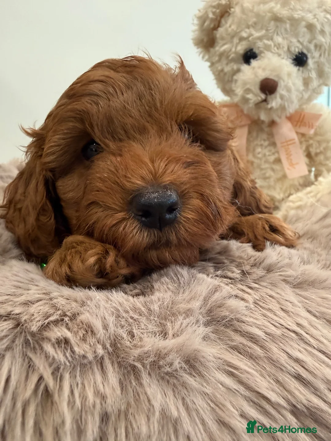 Cavapoo dogs for sale: 1 beautiful boy. F1b both parents DNA clear  - Advert 1
