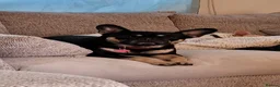 Frug dogs for sale: Female Frug - Advert 11
