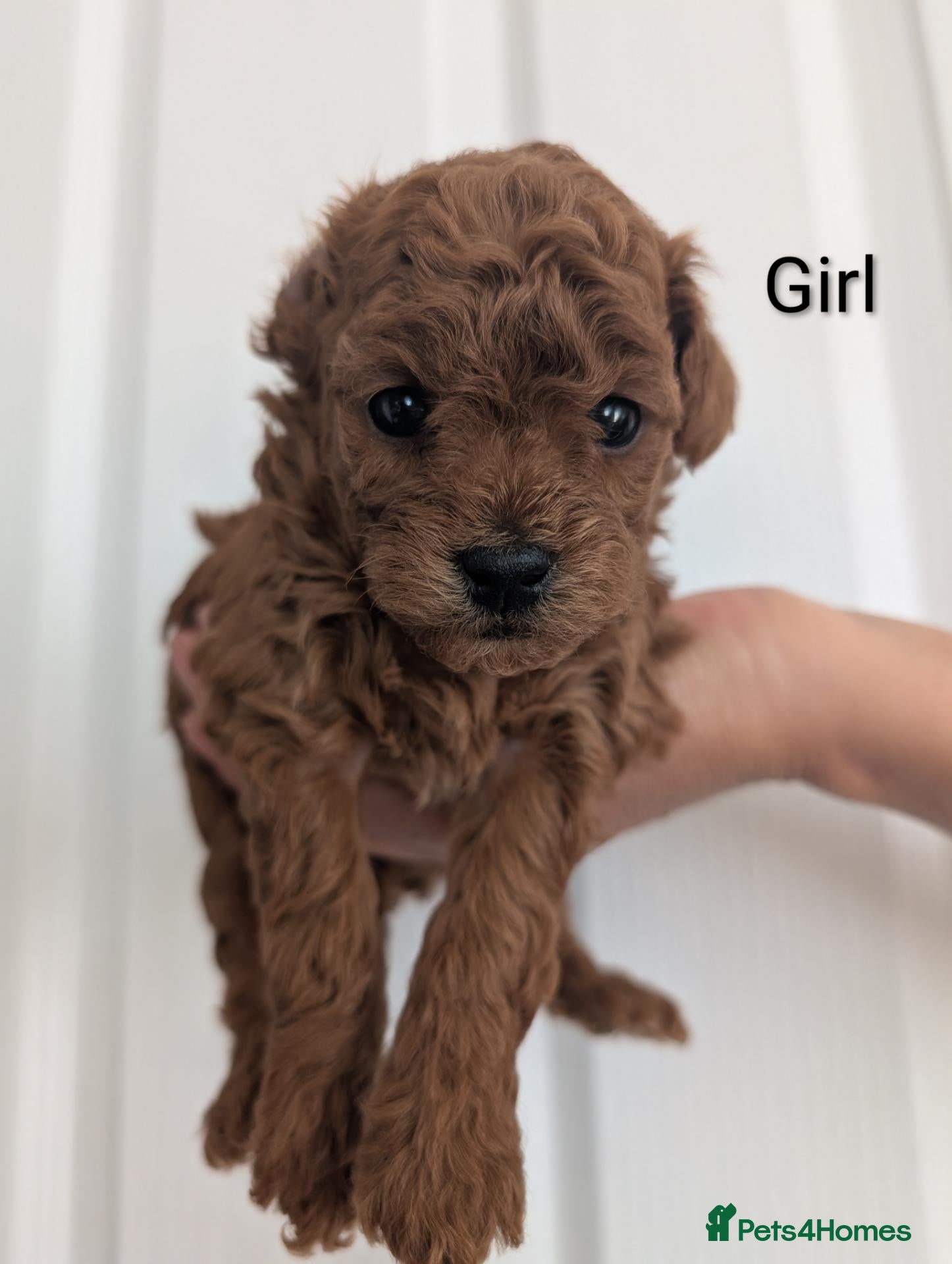 Toy Poodle dogs Pedigree Toy Poodle Puppies - Advert 6