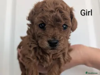 Toy Poodle dogs Pedigree Toy Poodle Puppies - Advert 6