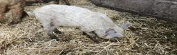 Pig livestock for sale: Manglista Piglets  - Advert 2