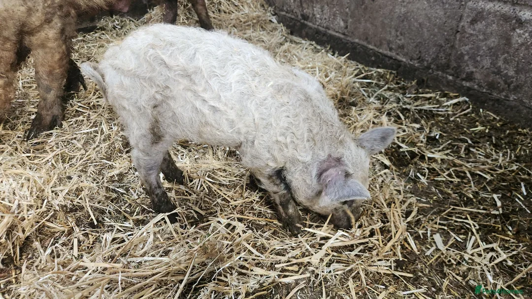 Pig livestock for sale: Manglista Piglets  - Advert 2