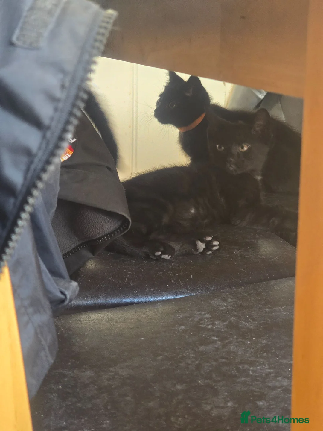 Mixed Breed cats for sale: Kittens in Gillingham - Advert 2