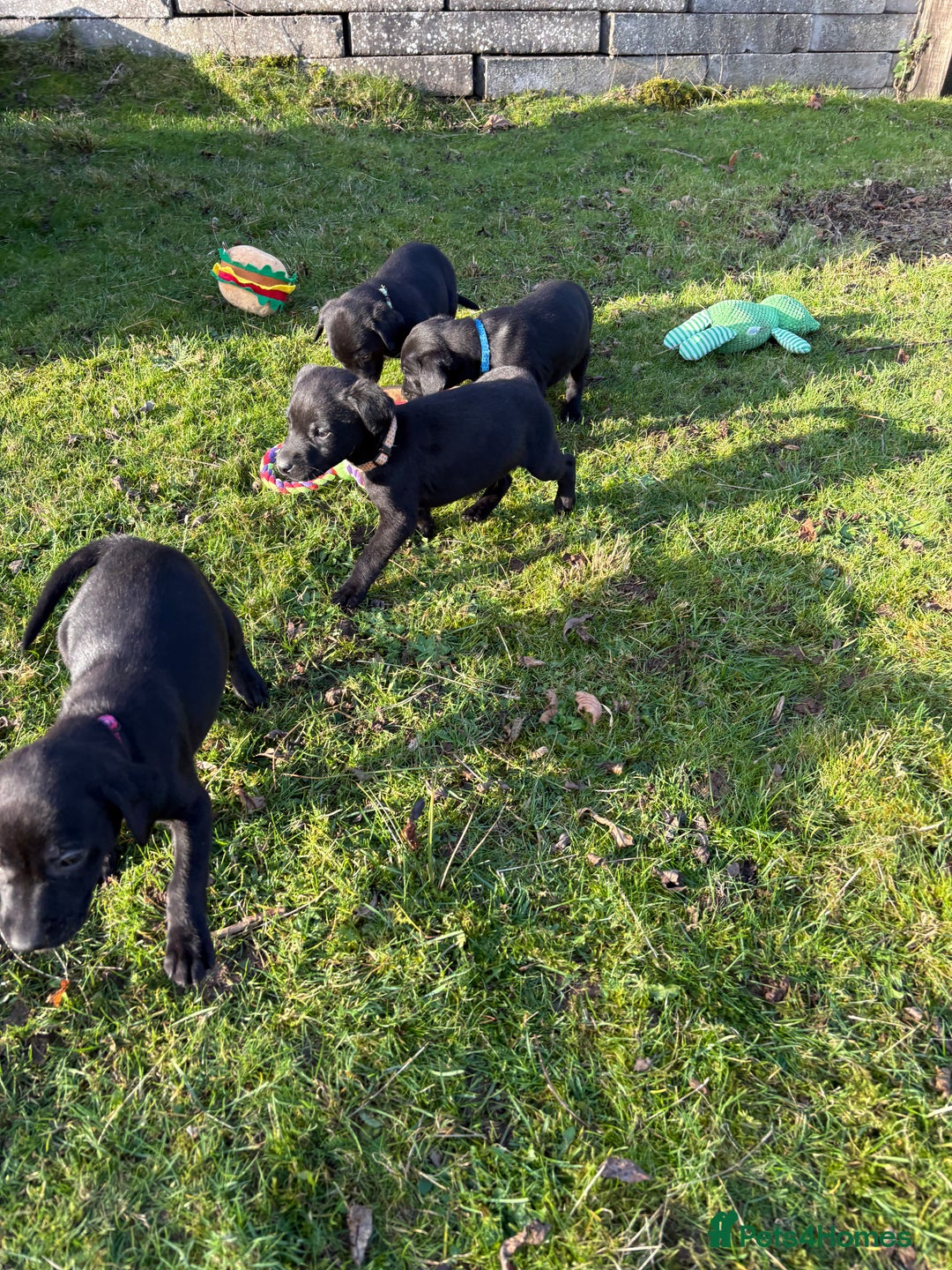 Labrador Retriever dogs for sale: Ready to leave now 3 gorgeous males pups left  - Advert 37