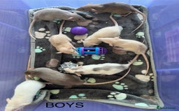 Rat rodents for sale: Baby dumbo rats for sale - Image 2