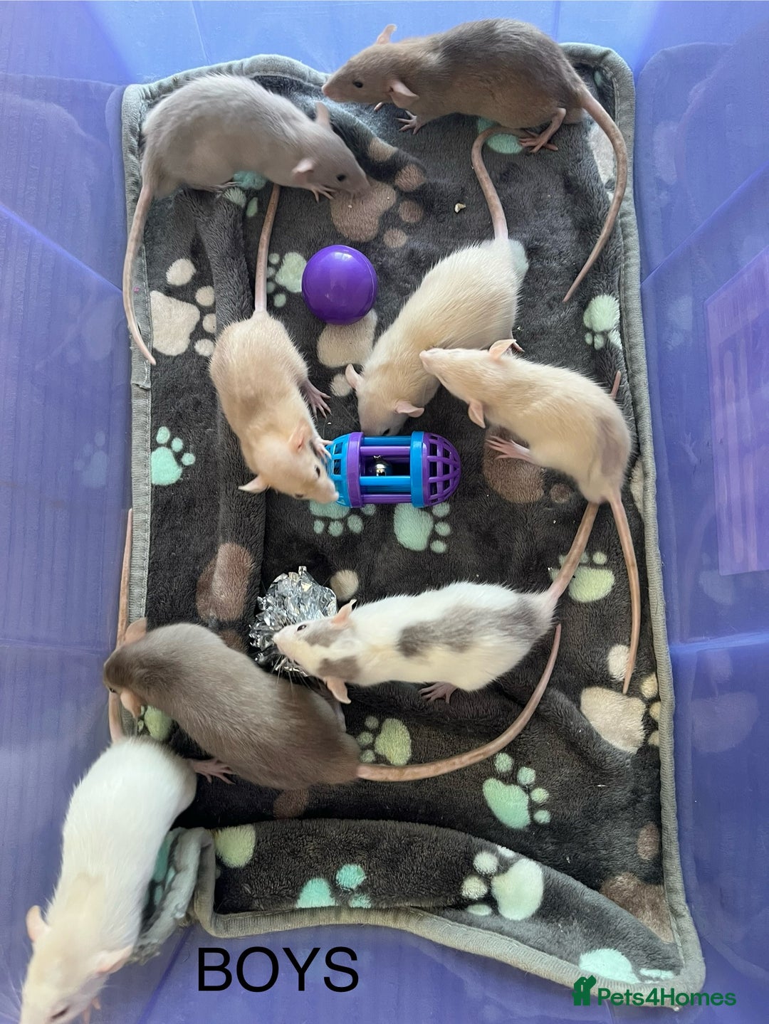 Rat rodents for sale: Baby dumbo rats for sale - Image 2