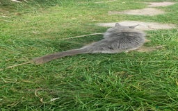 Maine Coon cats for sale: Maine Coons looking for new home read advert - Image 4
