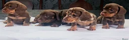 Miniature Dachshund dogs for sale: 5 Georgeous miniature dachsunds - Advert 4