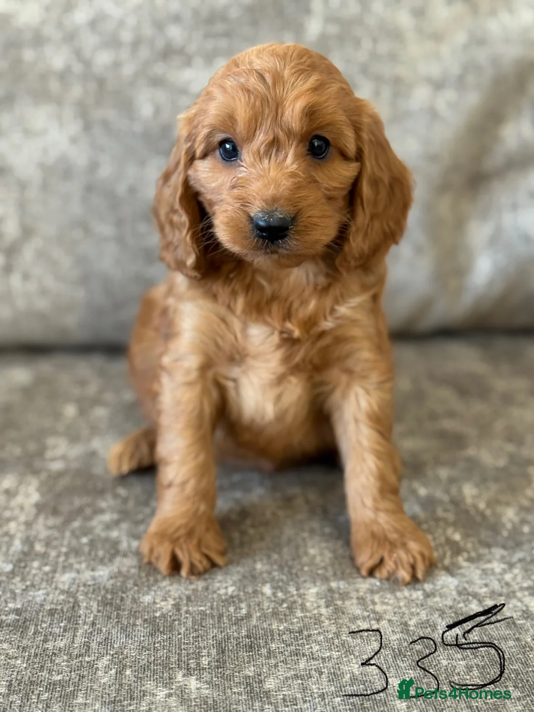 Cockapoo dogs for sale: BEAUTIFUL RED COCKERPOO LITTER  - Advert 21