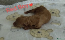 Cockapoo dogs for sale: Stunning Unique Cockapoo Puppies - Image 10