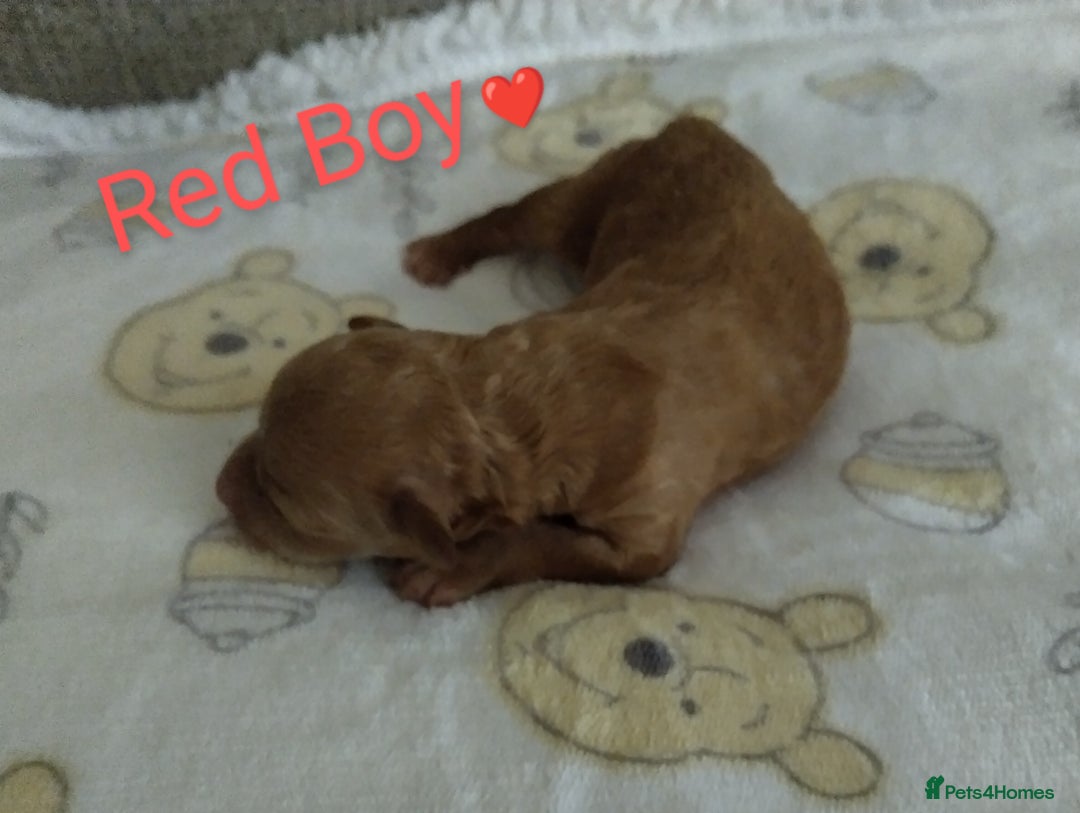 Cockapoo dogs for sale: Stunning Unique Cockapoo Puppies - Image 10