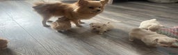 Pomapoo dogs for sale: Stunning Pomapoo puppies  - Advert 3