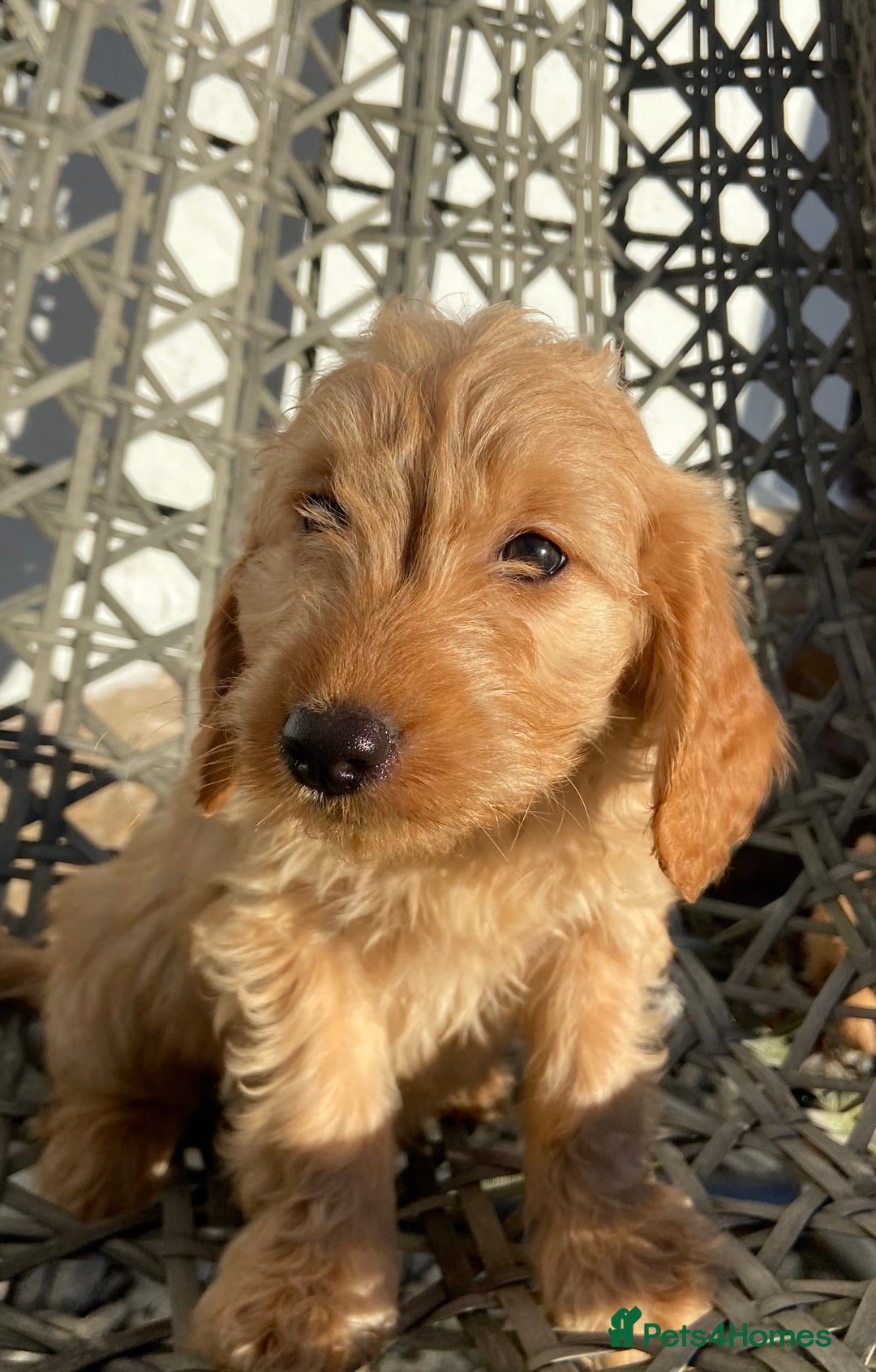 Golden Retriever dogs for sale: Beautiful field retriever x mini poodle Puppies  - Advert 3