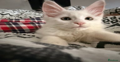 Maine Coon cats - Advert 16