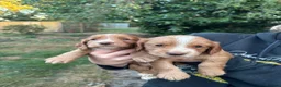 Cocker Spaniel dogs for sale: Working cocker spaniels  - Advert 14