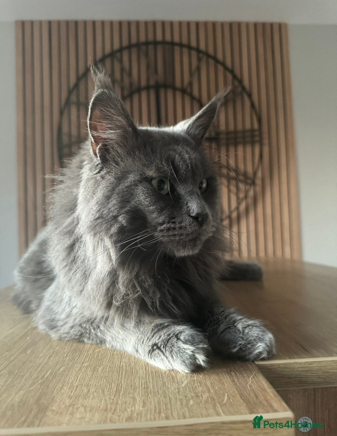 Maine Coon cats for stud: Marley available for stud duties!  - Image 3