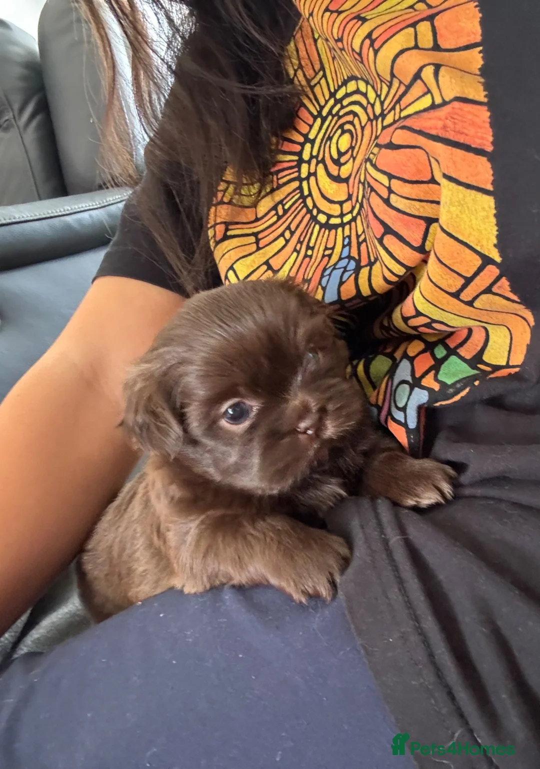 Shih Tzu dogs for sale: 1 little boy left!!  - Advert 2
