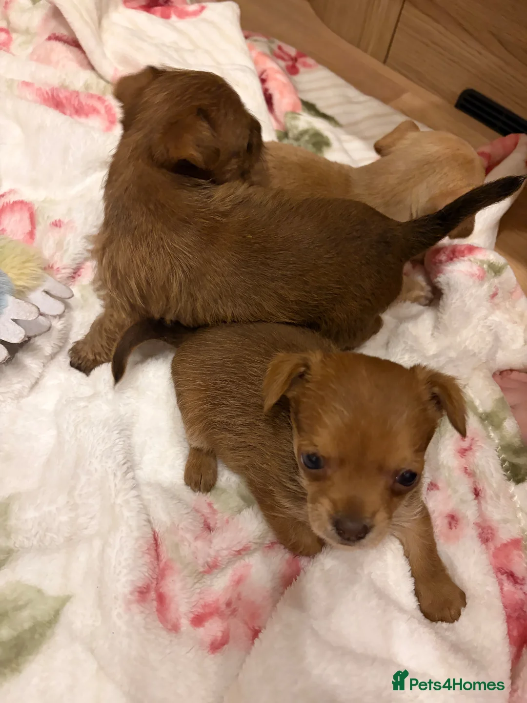 Jack Russell dogs for sale: Jack Russell  - Advert 1