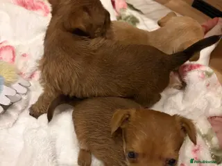 Jack Russell dogs Jack Russell - Advert 8