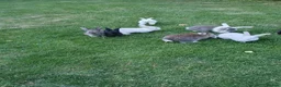 Mixed Breed rabbits for sale: Rabbits for sale  - Advert 6