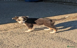 Border Collie dogs for sale: Border Collie Puppies  - Image 15