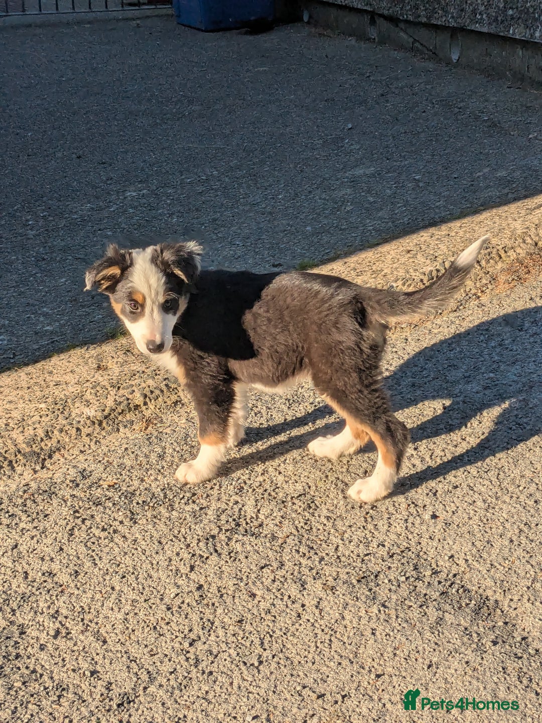 Border Collie dogs for sale: Border Collie Puppies  - Image 15