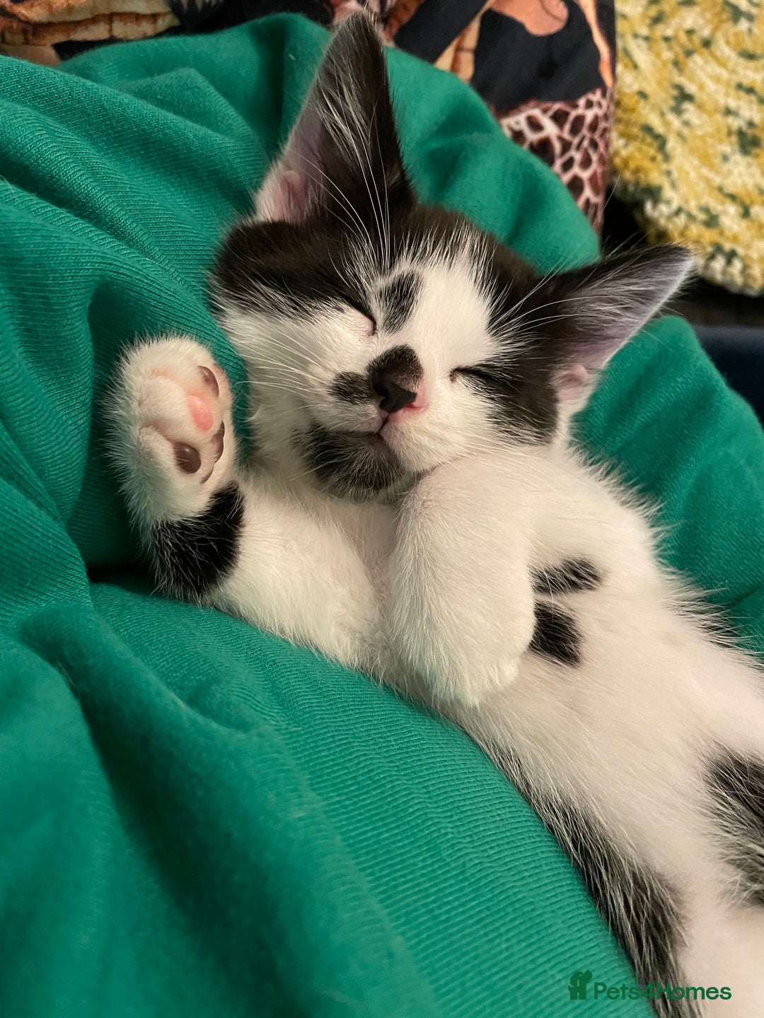Mixed Breed cats for sale: Beautiful affectionate kittens for sale  - Image 1