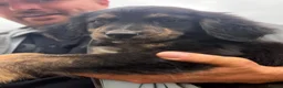Golden Mountain Dog dogs for sale: Golden retriever x Bernese mountain dogd - Advert 5