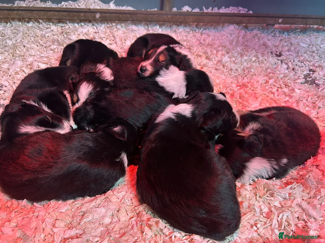 Mixed Breed dogs for sale: Beautiful, Bearded Collie x Border Collie pups.  - Advert 6