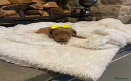 Cockapoo dogs for sale: Gorgeous litter of  F1 Cockapoo’s - Image 2