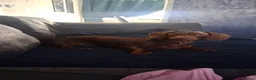 Miniature Dachshund dogs for stud: Bruno the star - Advert 4