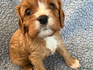 Cavalier King Charles Spaniel dogs Health Tested, beautiful KC Cavalier Puppies. - Advert 12