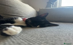 Domestic Shorthair cats for sale: Binkey  - Image 9