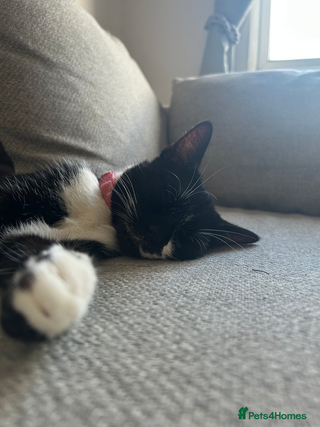 Domestic Shorthair cats for sale: Binkey  - Image 9