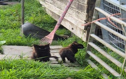 Mixed Breed cats for sale: Lovely  kittens  ready  to go - Image 1