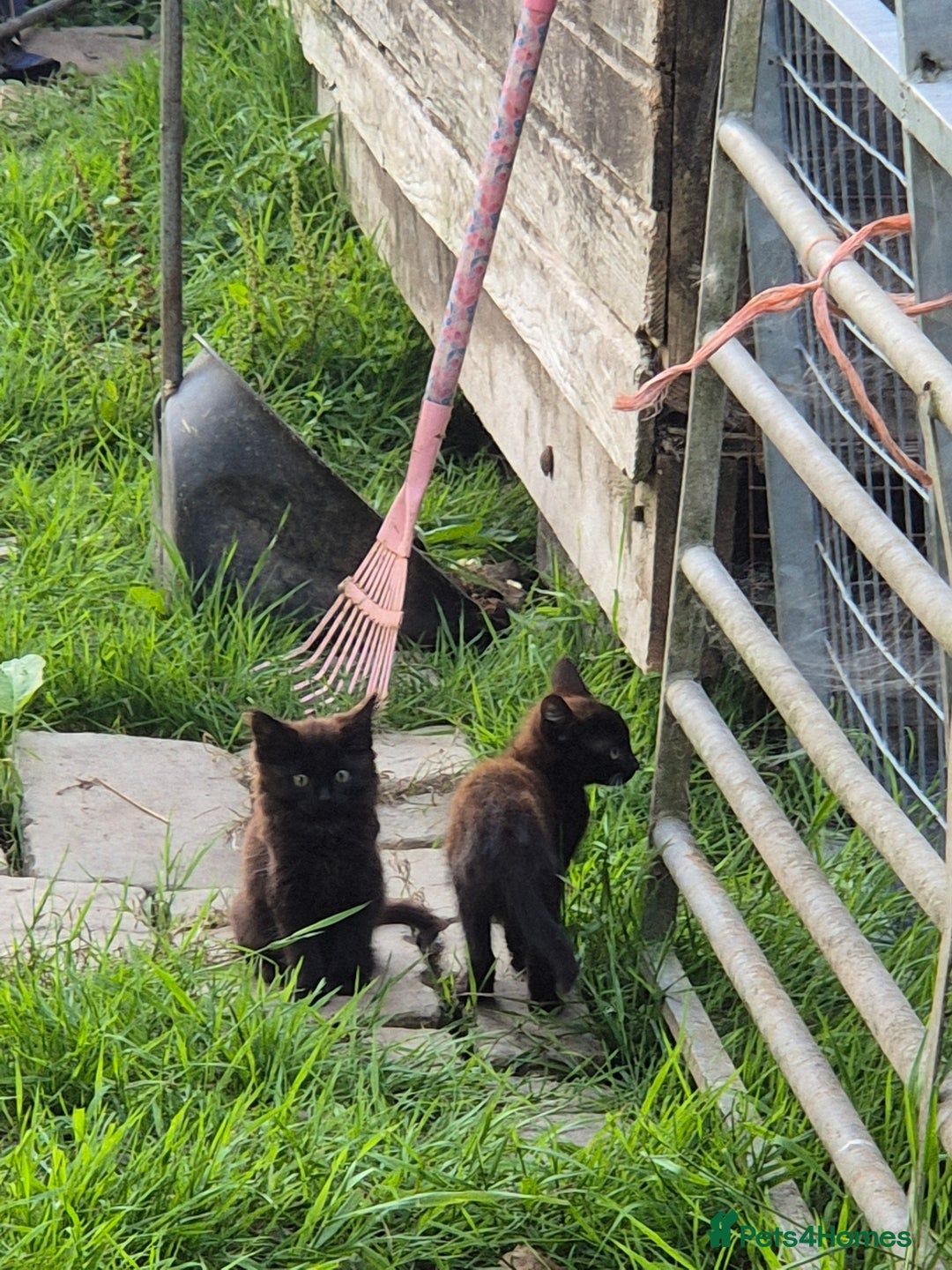 Mixed Breed cats for sale: Lovely  kittens  ready  to go - Image 1