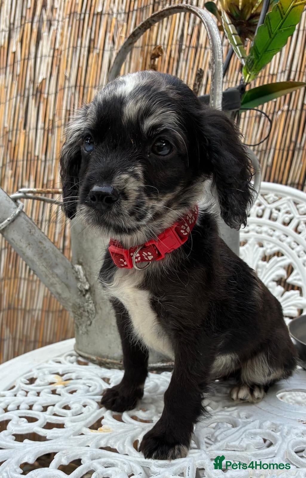 Cockapoo dogs READY NOW Beautiful cockapoo puppies  - Advert 13