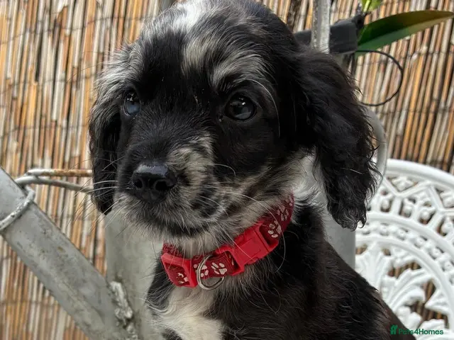 Cockapoo dogs READY NOW Beautiful cockapoo puppies - Advert 6