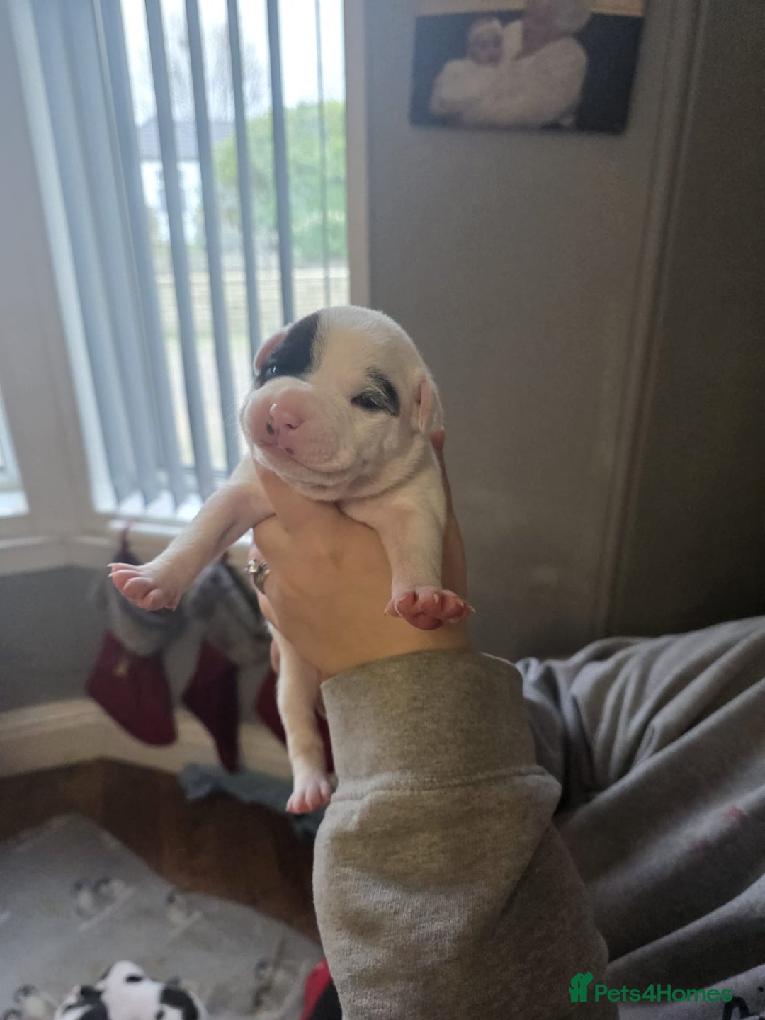 Mixed Breed dogs for sale: Staff x american bulldog puppies - Advert 17