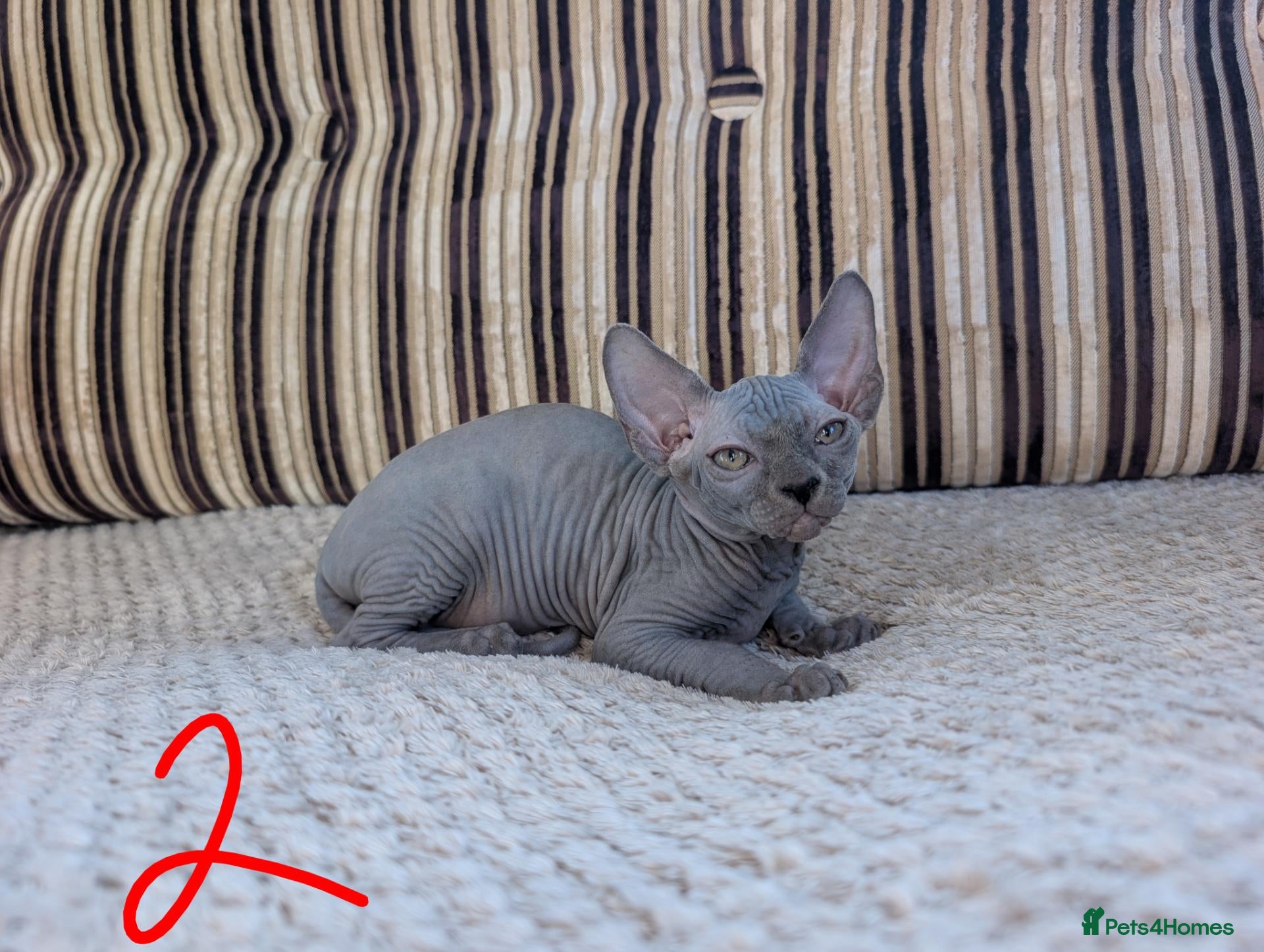 Sphynx cats Ready for reservation  - Advert 2