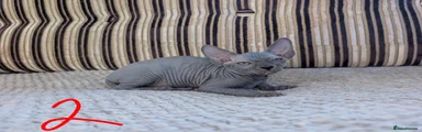 Sphynx 3