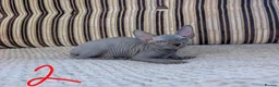 Sphynx cats for sale: Ready for reservation  - Advert 2