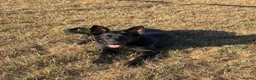 German Shepherd dogs for sale: KC REGISTERED GERMAN SHEPARD  - Advert 3