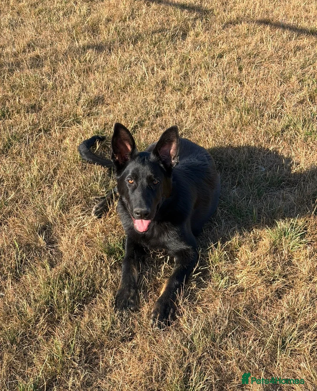 German Shepherd dogs for sale: KC REGISTERED GERMAN SHEPARD  - Advert 3