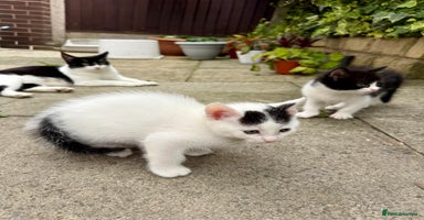 Mixed Breed cats - Advert 8
