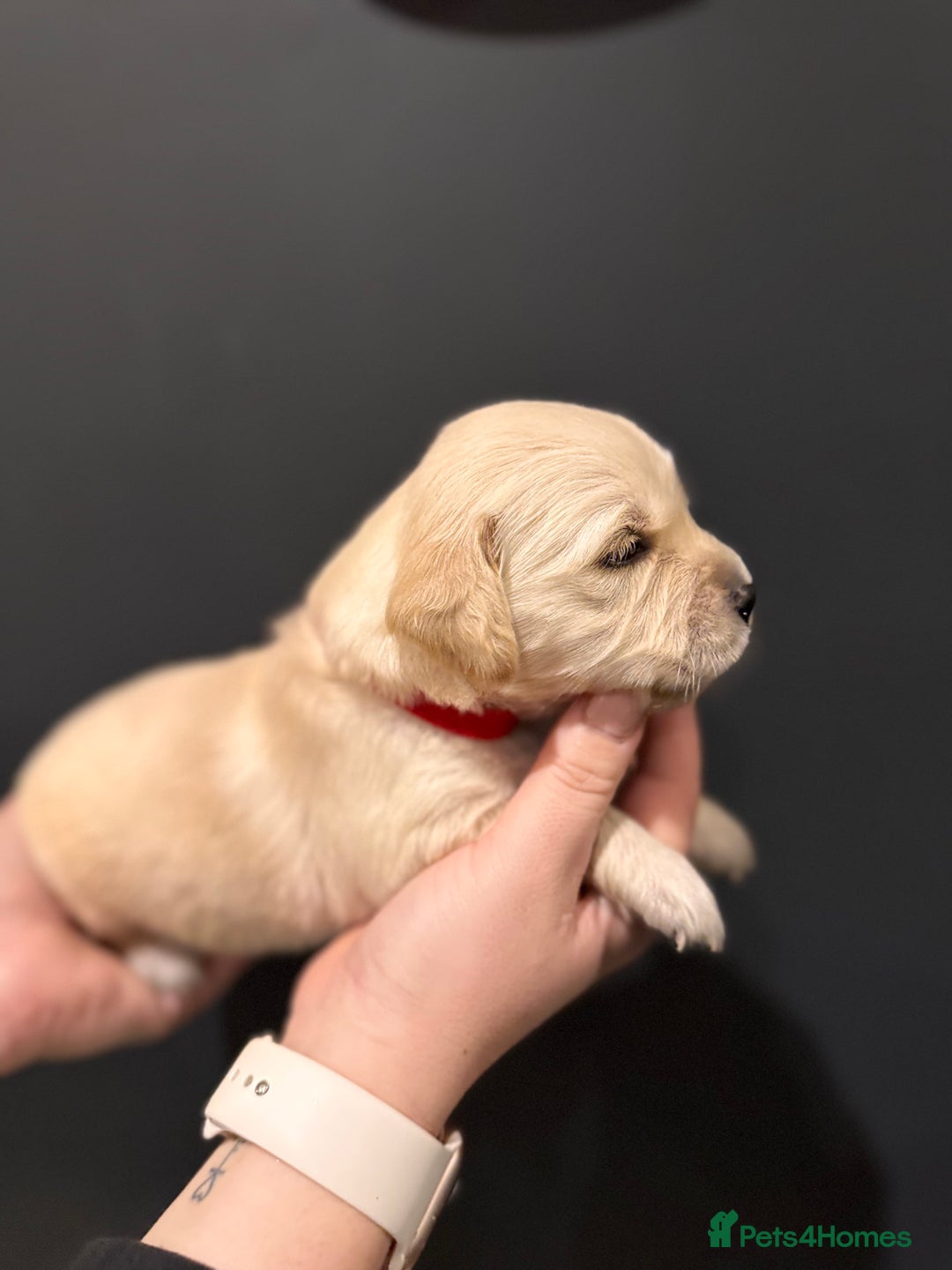 Golden Retriever dogs for sale: Champion line-KC Reg. Golden Retriever Puppies💖💙 - Advert 22