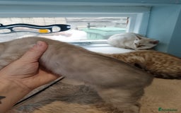 Bengal cats for sale: Tica RG Blue silver snows - Image 9